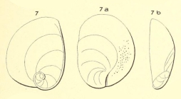 Rotalia deformis d'Orbigny, 1826 (nom. nud.)