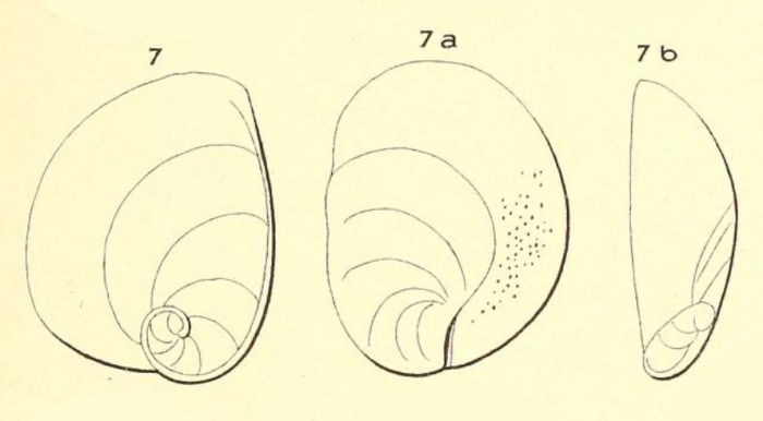 Rotalia deformis d'Orbigny, 1826 (nom. nud.)