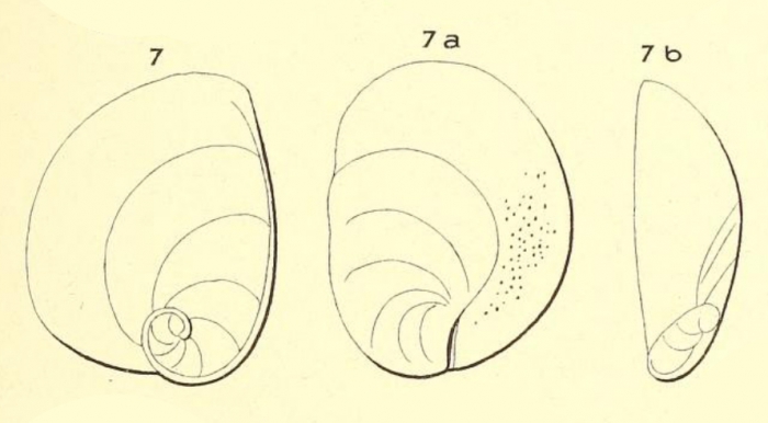 Rotalia deformis d'Orbigny, 1826 (nom. nud.) Rotalia deformis d'Orbigny, 1826 (nom. nud.)
