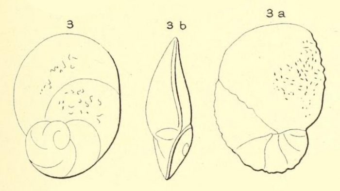 Rotalia elliptica d'Orbigny, 1852 Rotalia elliptica d'Orbigny, 1852