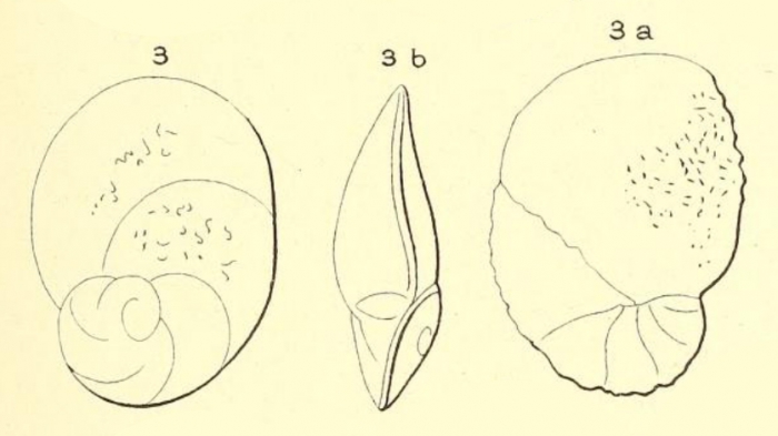 Rotalia elliptica d'Orbigny, 1852