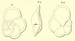 Rotalia nitida d'Orbigny in Fornasini, 1906