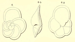 Rotalia nitida d'Orbigny in Fornasini, 1906