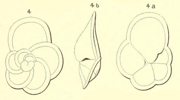 Rotalia nitida d'Orbigny in Fornasini, 1906 Rotalia nitida d'Orbigny in Fornasini, 1906