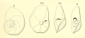 Chromista - Foraminifera (foraminifers)