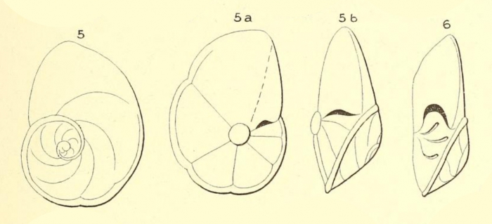 Rotalia pulchella d'Orbigny in Parker, Jones and Brady, 1865