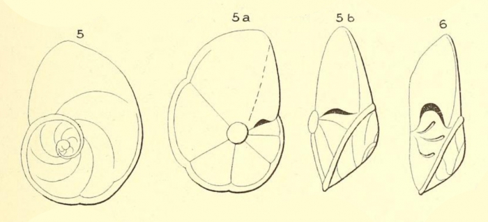 Rotalia pulchella d'Orbigny in Parker, Jones and Brady, 1865 Rotalia pulchella d'Orbigny in Parker, Jones and Brady, 1865