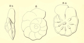 Discorbis orbicularis (d'Orbigny, 1850)