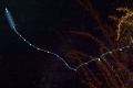 Hydrozoa (hydroids)