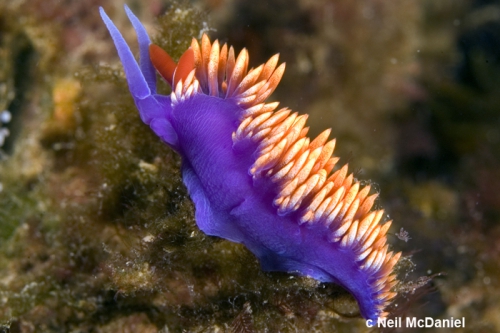 Flabellina iodinea