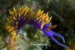 Flabellina iodinea