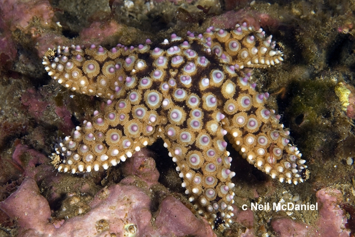 Pisaster giganteus Pisaster giganteus