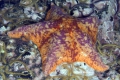 Echinodermata (echinoderms)