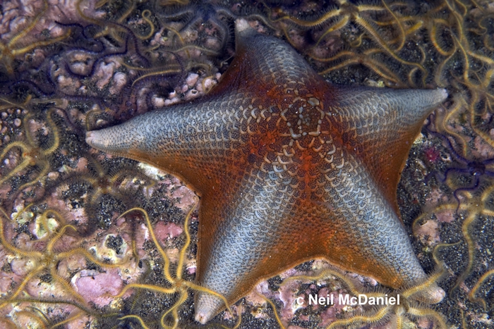Patiria miniata Patiria miniata