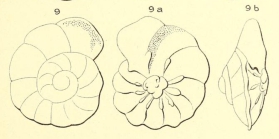 Trochulina complanata (d'Orbigny, 1850)