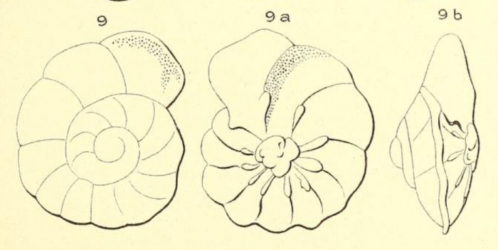 Trochulina complanata (d'Orbigny, 1850)