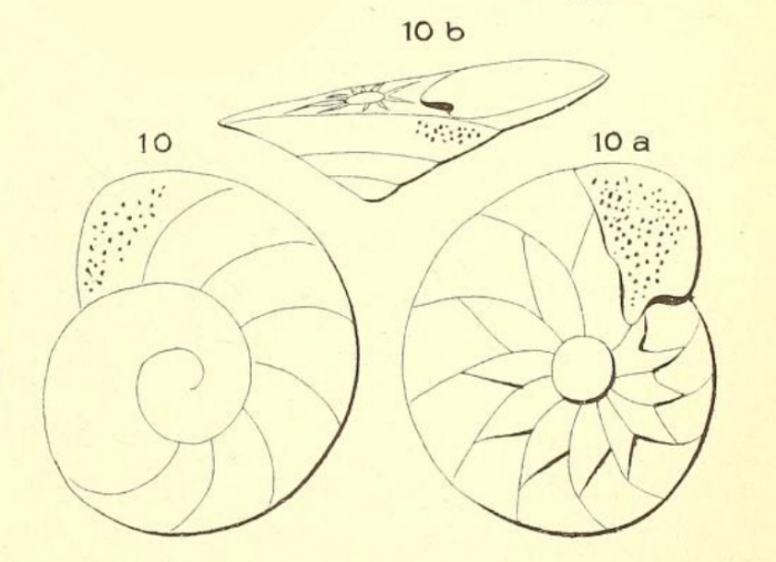 Trochulina ferussaci (d'Orbigny, 1850)