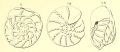 Chromista - Foraminifera (foraminifers)