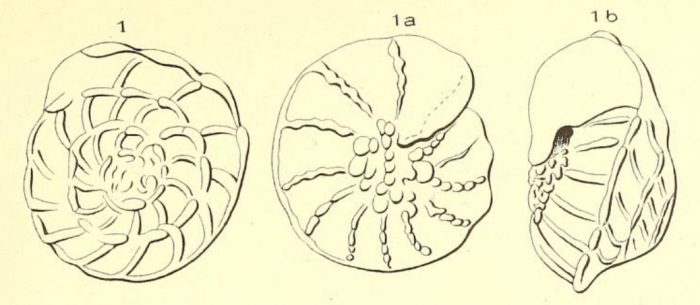 Turbinulina gaimardi d'Orbigny in Fornasini, 1906