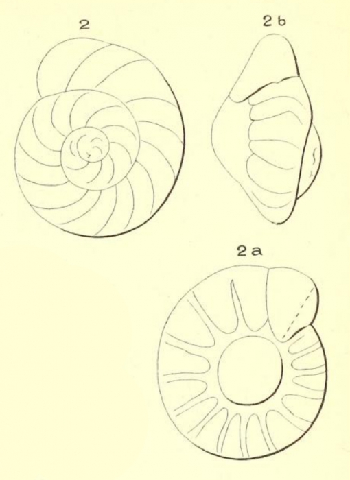 Turbinulina gaudichaudi d'Orbigny in Fornasini, 1906 Turbinulina gaudichaudi d'Orbigny in Fornasini, 1906