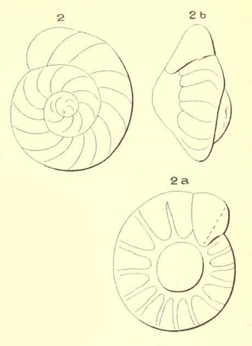 Turbinulina gaudichaudi d'Orbigny in Fornasini, 1906