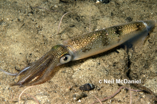 Doryteuthis (Amerigo) opalescens