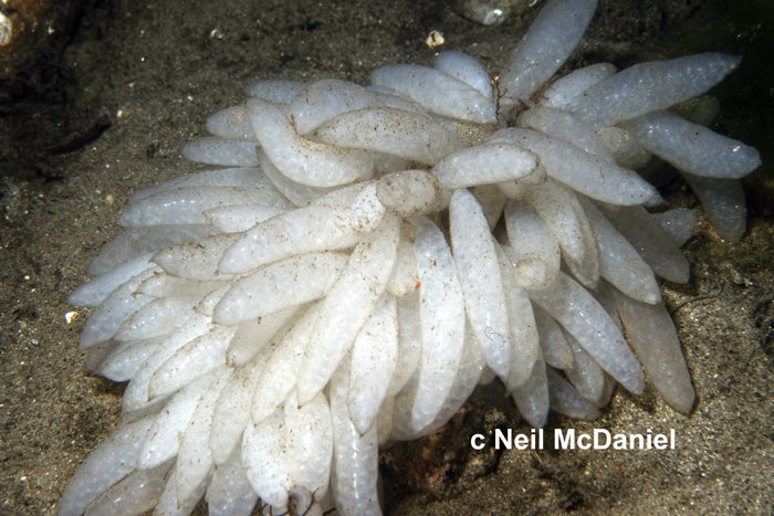 Doryteuthis (Amerigo) opalescens