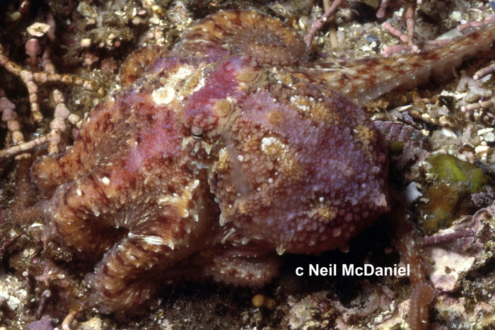 Octopus rubescens Octopus rubescens