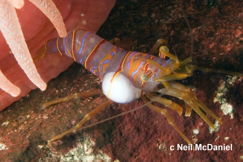 Bopyroides hippolytes