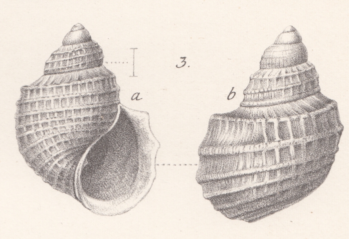 Alsatia turbiniformis Andreae, 1884 