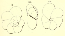 Turbinulina bulloides d'Orbigny in Fornasini, 1906