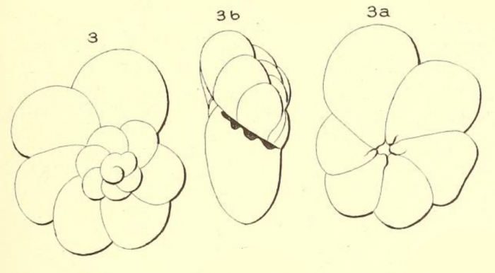 Turbinulina bulloides d'Orbigny in Fornasini, 1906