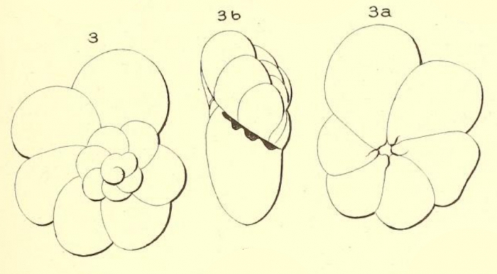 Turbinulina bulloides d'Orbigny in Fornasini, 1906 Turbinulina bulloides d'Orbigny in Fornasini, 1906