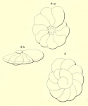 Chromista - Foraminifera (foraminifers)