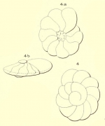 Turbinulina laevis d'Orbigny in Fornasini, 1906
