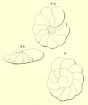 Turbinulina laevis d'Orbigny in Fornasini, 1906