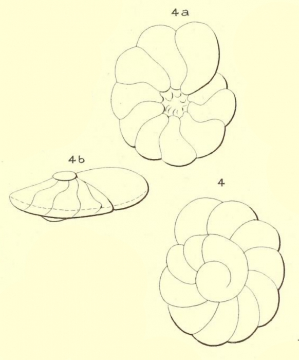 Turbinulina laevis d'Orbigny in Fornasini, 1906 Turbinulina laevis d'Orbigny in Fornasini, 1906