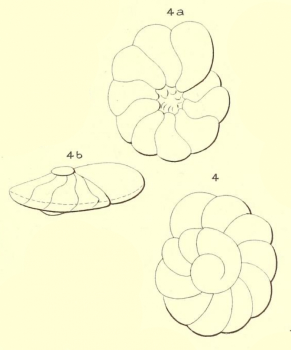 Turbinulina laevis d'Orbigny in Fornasini, 1906