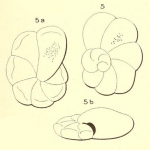 Turbinulina semimarginata d'Orbigny, 1850