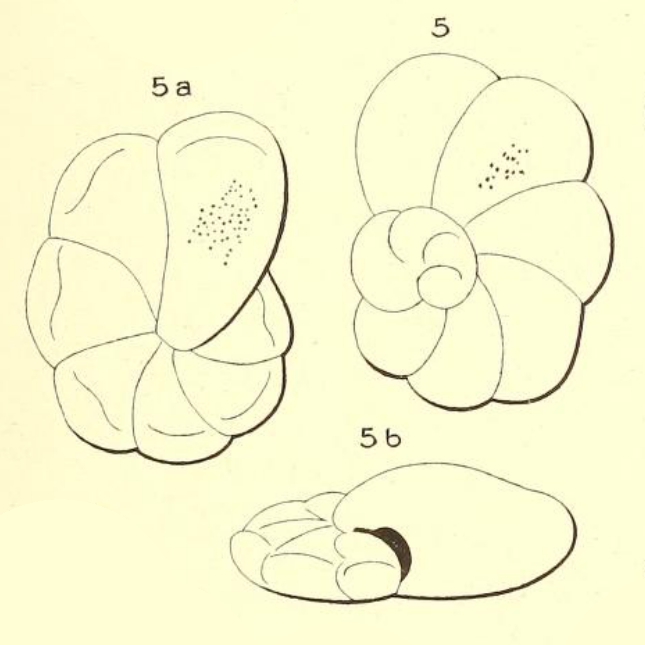 Turbinulina semimarginata d'Orbigny, 1850 Turbinulina semimarginata d'Orbigny, 1850