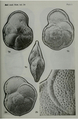 Chromista - Foraminifera (foraminifers)