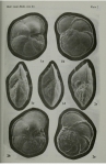 Chromista - Foraminifera (foraminifers)