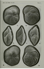 Globorotalia menardii (d'Orbigny in Parker, Jones & Brady, 1865)