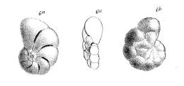 Discorbina rimosa Parker & Jones in Carpenter, 1862