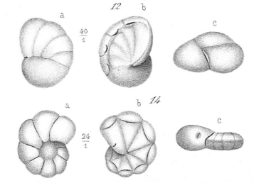 Rotalina semimarginata (d'Orbigny, 1850)