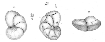 Rotalina semimarginata (d'Orbigny, 1850)