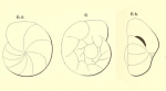 Chromista - Foraminifera (foraminifers)