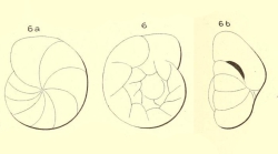 Gyroidina flavescens d'Orbigny in Fornasini, 1906