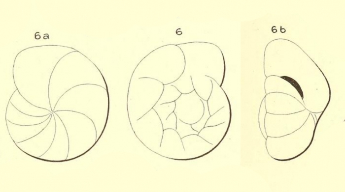 Gyroidina flavescens d'Orbigny in Fornasini, 1906