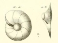 Chromista - Foraminifera (foraminifers)